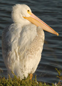 American white pelican