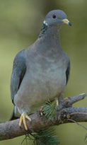 Band-tailed pigeon