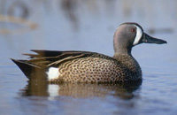 Blue-winged
              teal