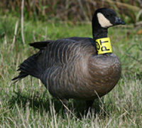 Cackling Canada goose