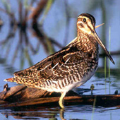 Common snipe