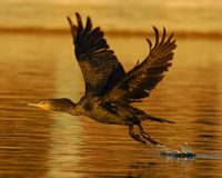 Cormorant