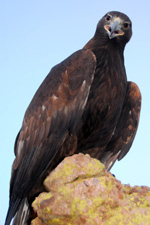 Golden eagle