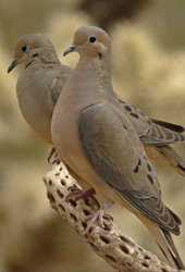 Mourning doves