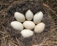 Waterfowl nest
