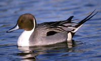 Northern
              pintail