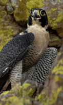 Peregrine falcon