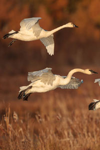 Swans in flight