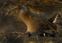 Virginia rail