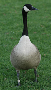 Western Canada goose