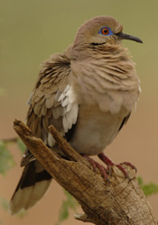 White-winged dove