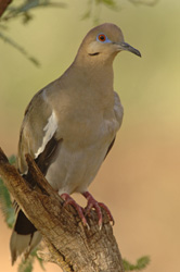 White-
              winged dove