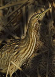 American bittern