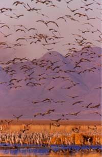 Sandhill cranes